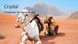  Presentation with camel caravan - Presentation theme enhanced with camels take a rest background and a light blue colored foreground