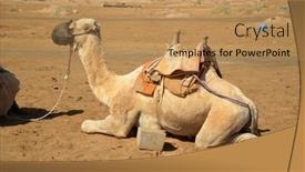  Presentation with popular - Colorful theme enhanced with camels-waiting-for-a-ride backdrop and a coral colored foreground
