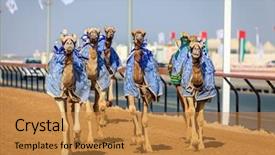  Presentation with racing - Colorful slides enhanced with camels with robot jockeys backdrop and a  colored foreground