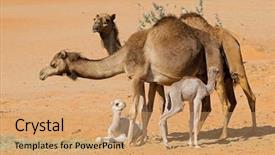  Presentation with camel - Colorful slide deck enhanced with camels with young calves backdrop and a coral colored foreground