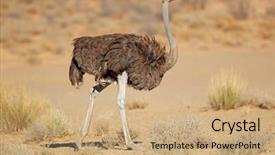  Presentation with camel in the thar desert - Presentation design consisting of camelus in natural habitat kalahari background and a coral colored foreground