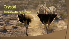  Presentation with south africa - Amazing PPT theme having camelus walking in dust kalahari backdrop and a tawny brown colored foreground