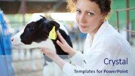  Presentation with smile focus - Slide deck enhanced with camera in big cow farm background and a sky blue colored foreground