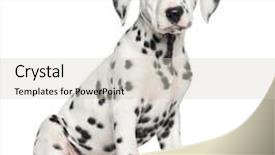  Presentation with puppy - Beautiful PPT theme featuring camera isolated on white backdrop and a soft green colored foreground