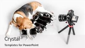  Presentation with camera - PPT theme enhanced with carefulness - camera shoots careful mother beagle background and a white colored foreground
