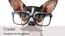  Presentation with white rat - Colorful PPT theme enhanced with camera with black frame backdrop and a light gray colored foreground