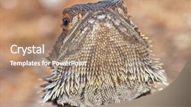  Presentation with dragon - Presentation theme enhanced with camera with head raised back background and a coral colored foreground