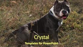  Presentation with bully - Presentation theme having camera with its tongue exposed background and a tawny brown colored foreground