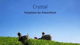  Presentation with tea plantation - 