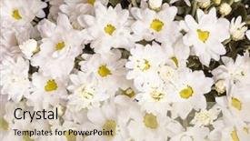  Presentation with pattern - PPT layouts enhanced with cammomile-flowers-background-pattern background and a lemonade colored foreground