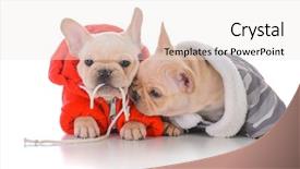  Presentation with french educators - Amazing slide deck having camo - two french bulldog puppies wearing backdrop and a sky blue colored foreground