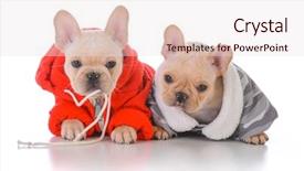  Presentation with historical philosophical in french - Colorful theme enhanced with camo - two french bulldog puppies wearing backdrop and a sky blue colored foreground