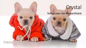  Presentation with winter - Slide set enhanced with camo - two french bulldog puppies wearing background and a lemonade colored foreground