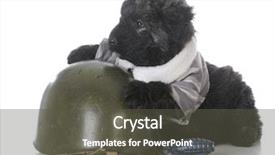  Presentation with holy week - Audience pleasing theme consisting of camoflage - 8 week old male bouvier backdrop and a  colored foreground