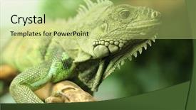  Presentation with zoo laut - Presentation theme having camoflage - chameleon sits on branch background and a  colored foreground