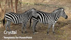  Presentation with together puzzle pieces beautiful - Audience pleasing presentation design consisting of camoflage background - beautiful zebras standing together backdrop and a  colored foreground