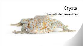  Presentation with photo - Colorful presentation enhanced with camoflage background - close up photo backdrop and a white colored foreground