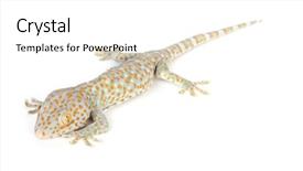  Presentation with photo tulips - Presentation design having camoflage background - close up photo background and a white colored foreground