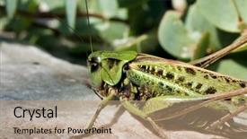  Presentation with bauxite lime stone  - Colorful presentation enhanced with camoflauge - grasshopper on a stone backdrop and a coral colored foreground