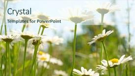  Presentation with field of lavendar - PPT theme consisting of camomile field background and a sky blue colored foreground