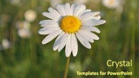  Presentation with dew - Presentation consisting of camomile-flower-in-morning-dew background and a tawny brown colored foreground