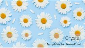  Presentation with blue flower - Slide set enhanced with camomile-flower-seamless-texture-fabric background and a sky blue colored foreground