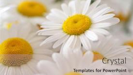  Presentation with element - Slides having camomile-flower-shallow-depth background and a soft green colored foreground