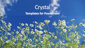  Presentation with sky - Audience pleasing presentation theme consisting of camomile flowers on cloudy sky backdrop and a  colored foreground