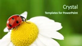  Presentation with chamomile - Amazing presentation theme having camomile green grass background backdrop and a forest green colored foreground