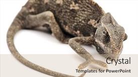  Presentation with beautiful 3d - Cool new slide deck with camouflage theme - beautiful big chameleon sitting backdrop and a coral colored foreground