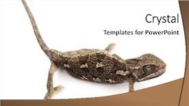  Presentation with babbling brook beautiful reflections - Colorful presentation design enhanced with camouflage theme - beautiful big chameleon sitting backdrop and a white colored foreground