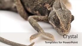  Presentation with babbling brook beautiful reflections - Audience pleasing slide set consisting of camouflage theme - beautiful big chameleon sitting backdrop and a mint green colored foreground