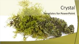  Presentation with moss - Cool new PPT theme with camouflage theme - mossy frog next to moss backdrop and a blonde colored foreground