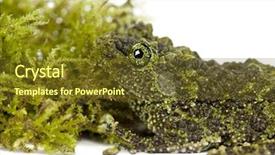  Presentation with moss - Slide set having double barrel shotgun for targets background and a coral colored foreground.