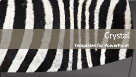  Presentation with piano black white - Slide set with camouflage theme - natural zebra black and white background and a gray colored foreground