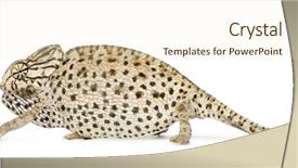  Presentation with white pigeon against the blue - Cool new presentation with camouflage theme - side view of chameleon backdrop and a  colored foreground