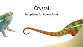  Presentation with old butcher shop - Slides with camouflage theme - young chameleon furcifer pardalis ankify background and a  colored foreground