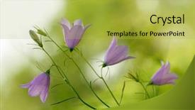  Presentation with hotels bell - Beautiful presentation featuring campanula bell-fowers backdrop and a yellow colored foreground