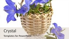  Presentation with blue flower - Audience pleasing presentation design consisting of campanula blue flower in wooden basket isolated on white background backdrop and a coral colored foreground