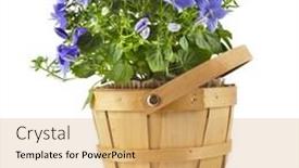  Presentation with blue flower - Audience pleasing presentation consisting of campanula blue flower in wooden basket isolated on white background backdrop and a yellow colored foreground