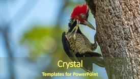  Presentation with costa rica - Amazing PPT theme having campephilus guatemalensis scratching its neck backdrop and a tawny brown colored foreground