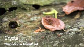  Presentation with existence - Beautiful PPT theme featuring camponotus gigas or giant forest backdrop and a gray colored foreground