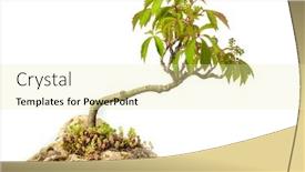  Presentation with bonsai - Slide deck with campsis-radicans-bonsai-isolated background and a blonde colored foreground