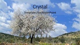  Presentation with galilee - Cool new theme with cana galilea - almond tree blooming backdrop and a light blue colored foreground