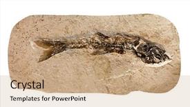  Presentation with skeletal - Audience pleasing PPT layouts consisting of cana galilea - fossilized skeletal remains of prehistoric backdrop and a  colored foreground