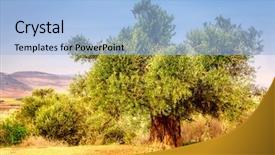  Presentation with olive tree - Audience pleasing theme consisting of cana galilea - old olive tree backdrop and a light blue colored foreground
