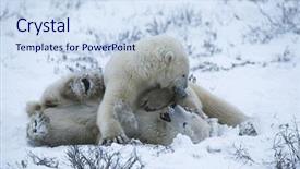  Presentation with polar bear - Audience pleasing slides consisting of canada churchill polar bear cubs backdrop and a sky blue colored foreground