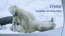  Presentation with polar bear - Beautiful presentation theme featuring canada churchill polar bear cubs backdrop and a sky blue colored foreground