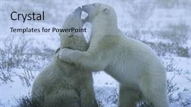  Presentation with polar bear - Audience pleasing presentation theme consisting of canada churchill polar bear cubs backdrop and a light blue colored foreground