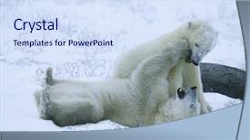  Presentation with polar bear - Presentation with canada churchill polar bear cubs background and a sky blue colored foreground